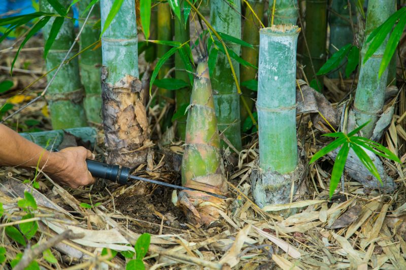 Bamboo Trimming