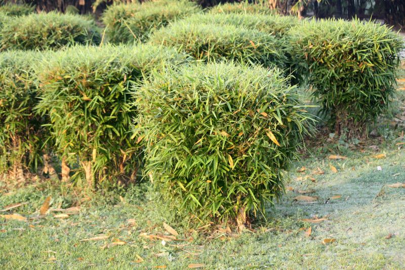 Bamboo Trimming