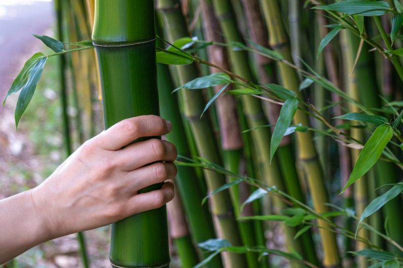 Cost of Bamboo Trimming — Cost of Bamboo Trimming