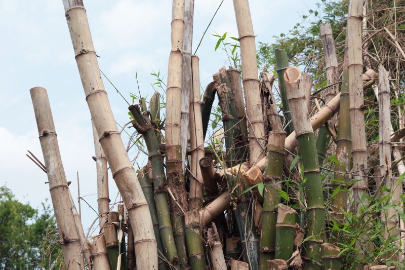 Cost of Bamboo Trimming — Cost of Bamboo Trimming