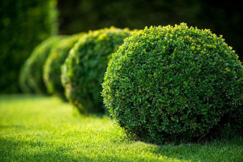 Detailed Shrub Shaping