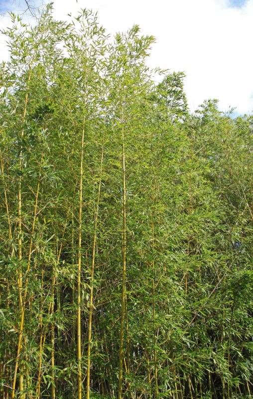 Healthy Bamboo