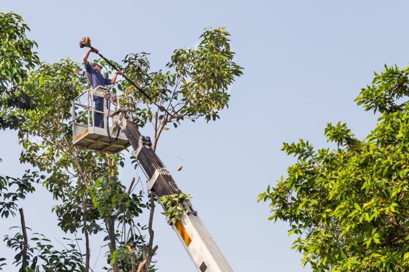 Local Bamboo Trimming pros at work